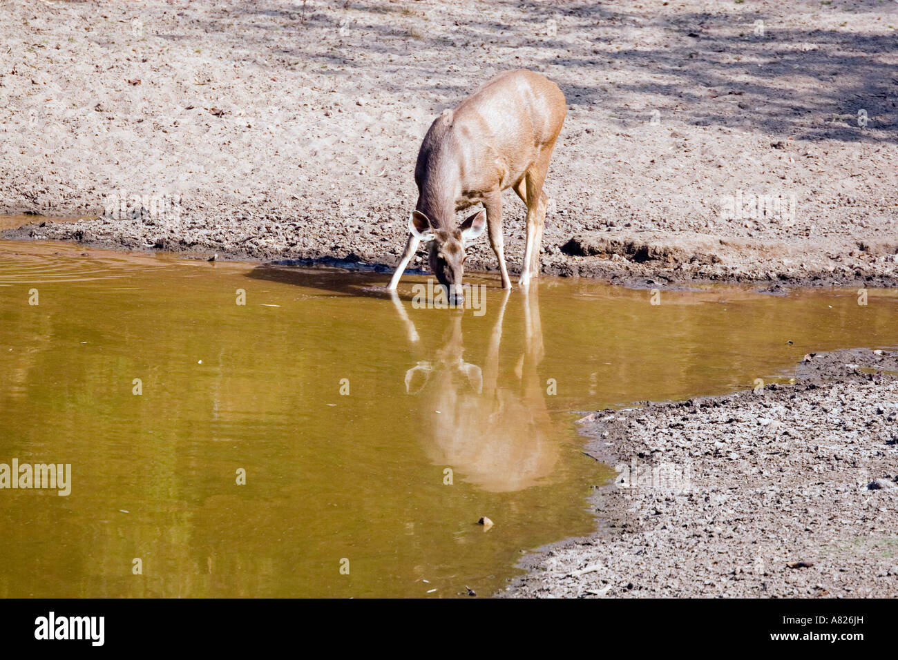 North India Bandavgarh National Park Local Caption  Sambar Deer Stock Photo