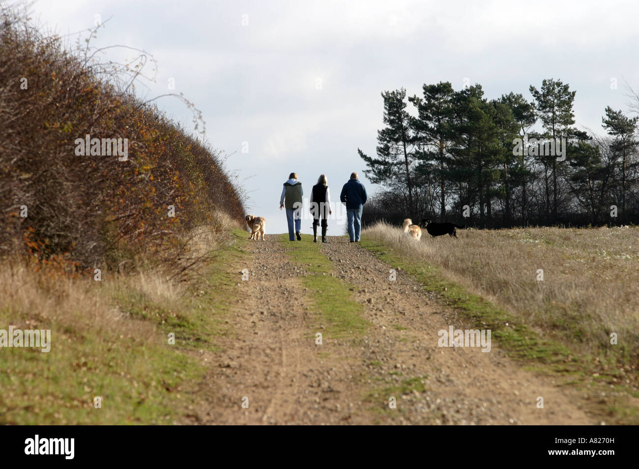 A family walk in the countryside, Suffolk, England Stock Photo