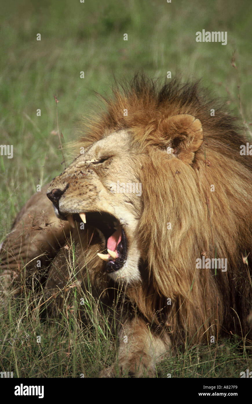 Lion Masai Mara National Reserve Kenya Africa Stock Photo - Alamy