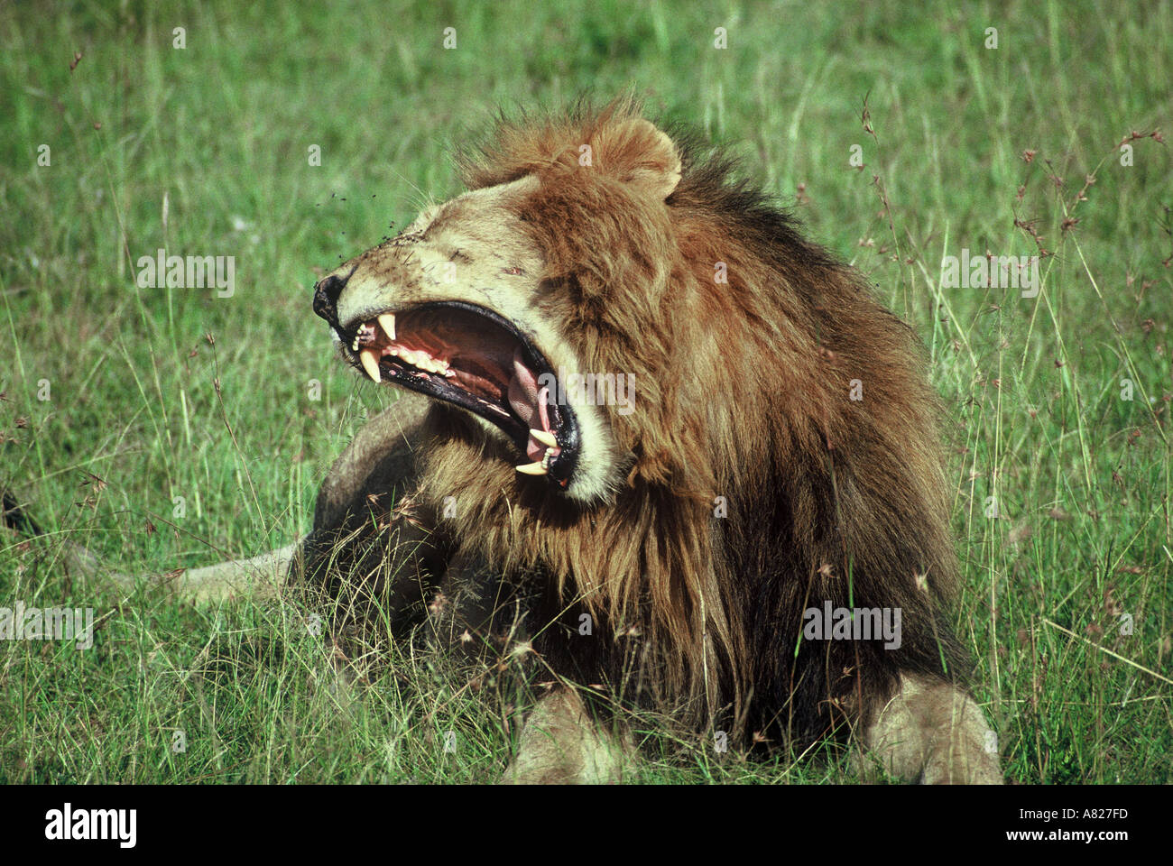 Lion Masai Mara National Reserve Kenya East Africa Stock Photo - Alamy