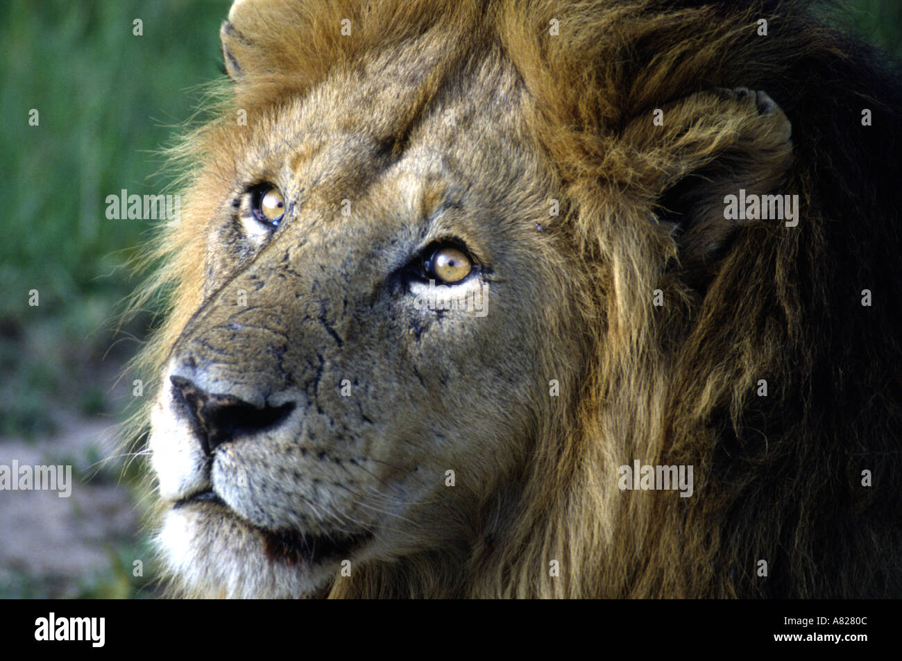Lion Masai Mara National Reserve Kenya East Africa Stock Photo - Alamy