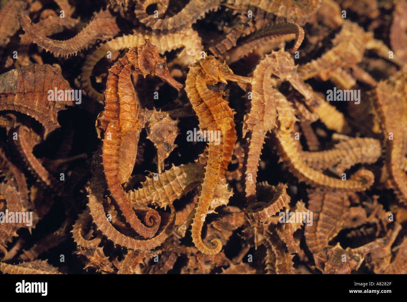 Chinese Herbal medicine seahorse for wellness good health Hong Kong