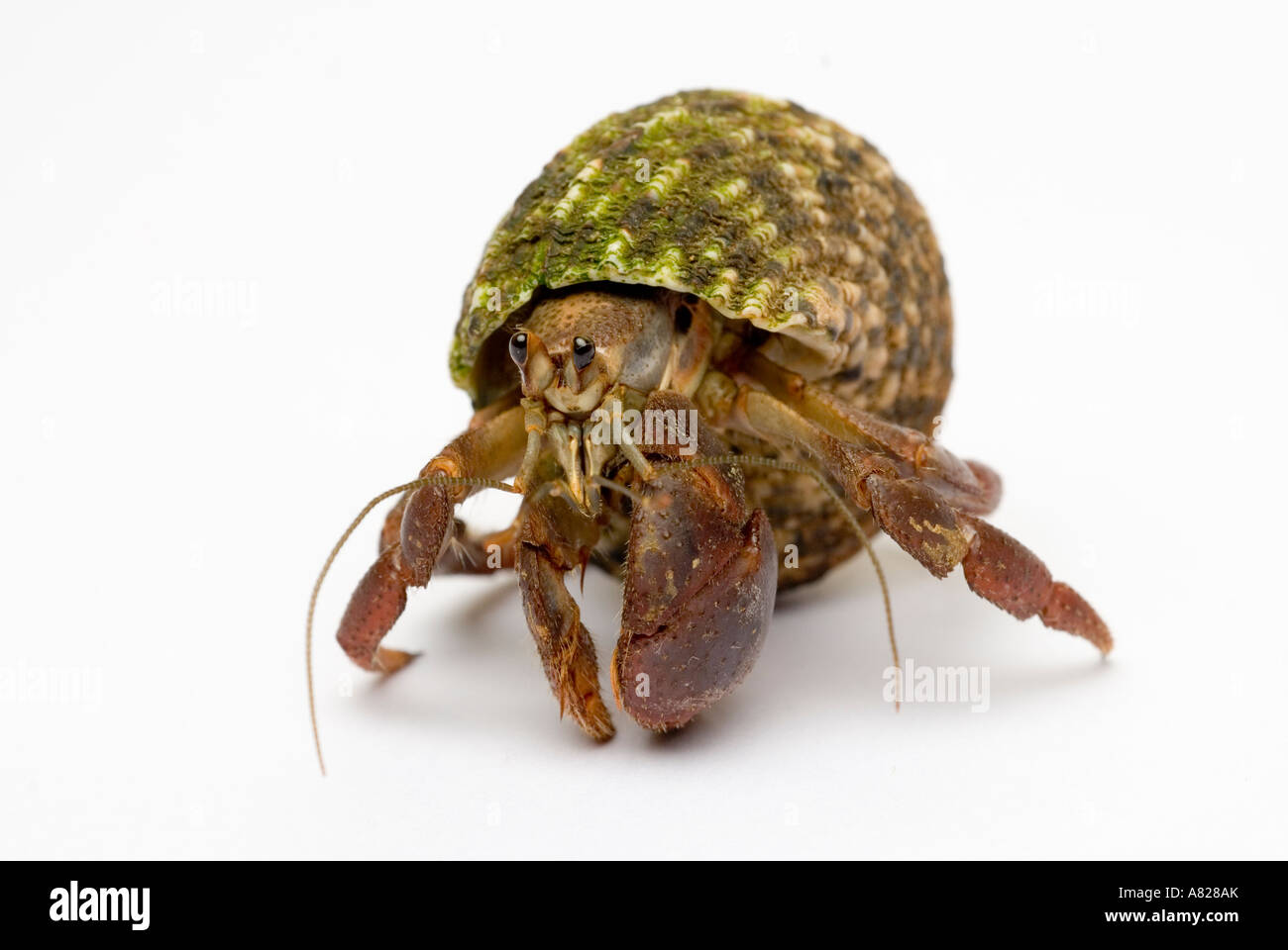 Land Hermit Crab Coenobita clypeatus Stock Photo