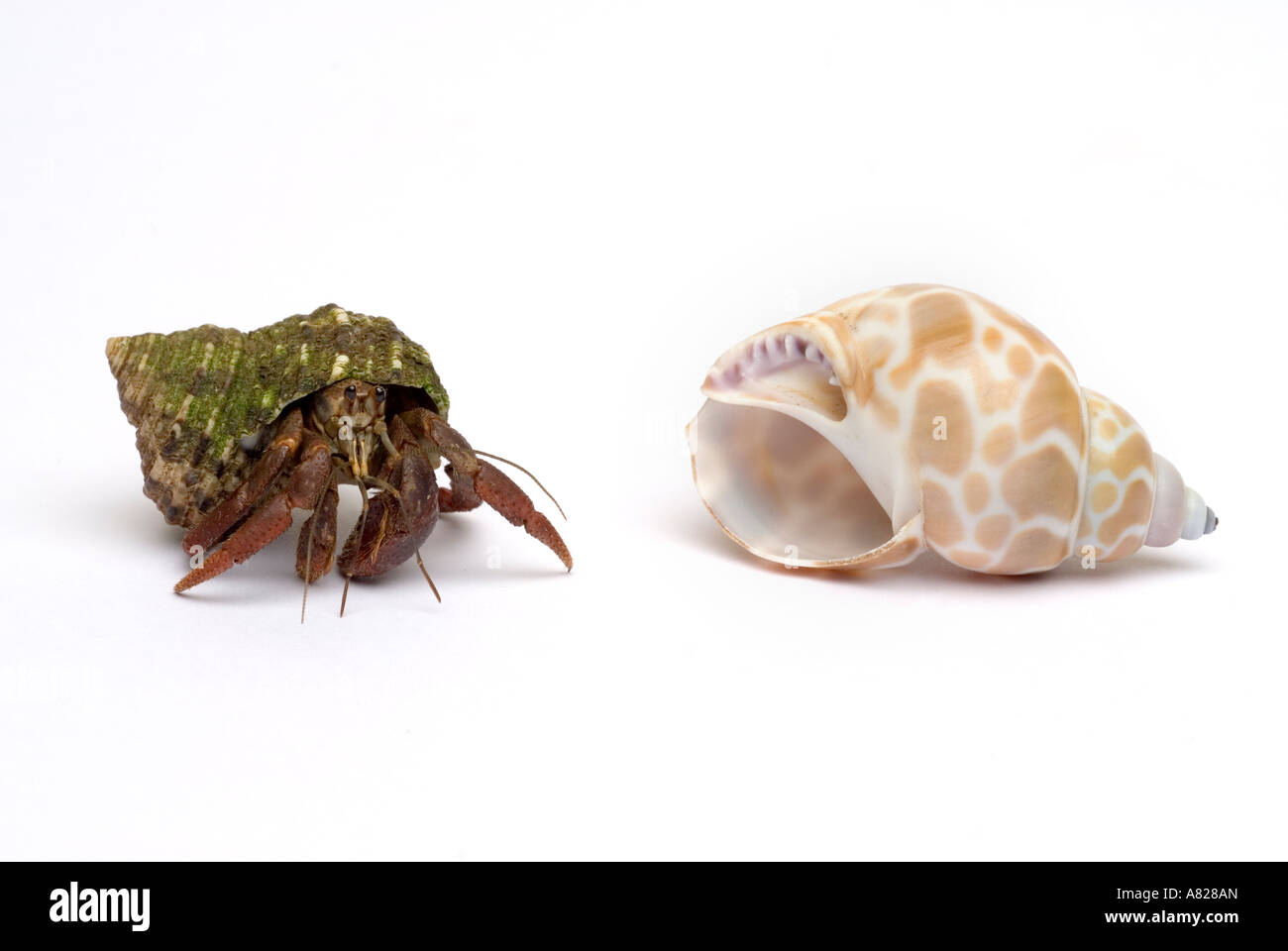 Hermit crab new shell hi-res stock photography and images - Alamy