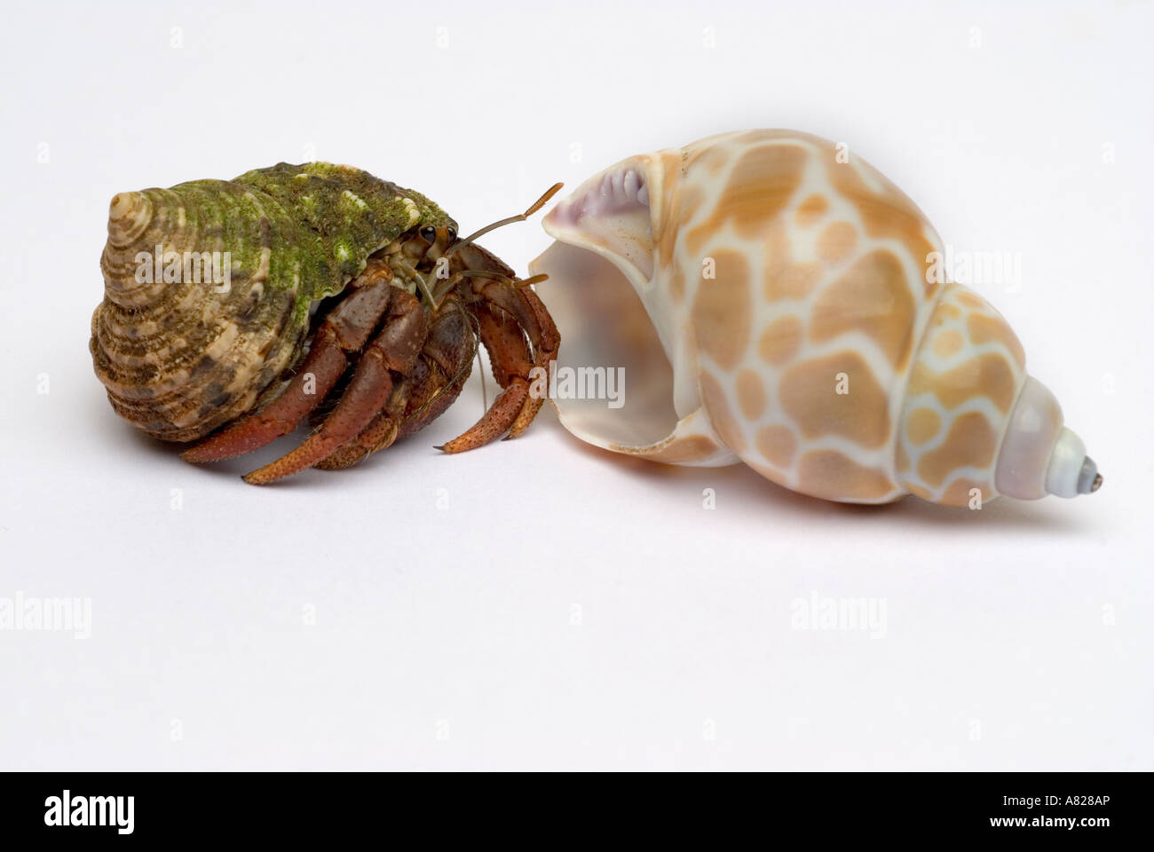 Hermit crab on land hi-res stock photography and images - Alamy