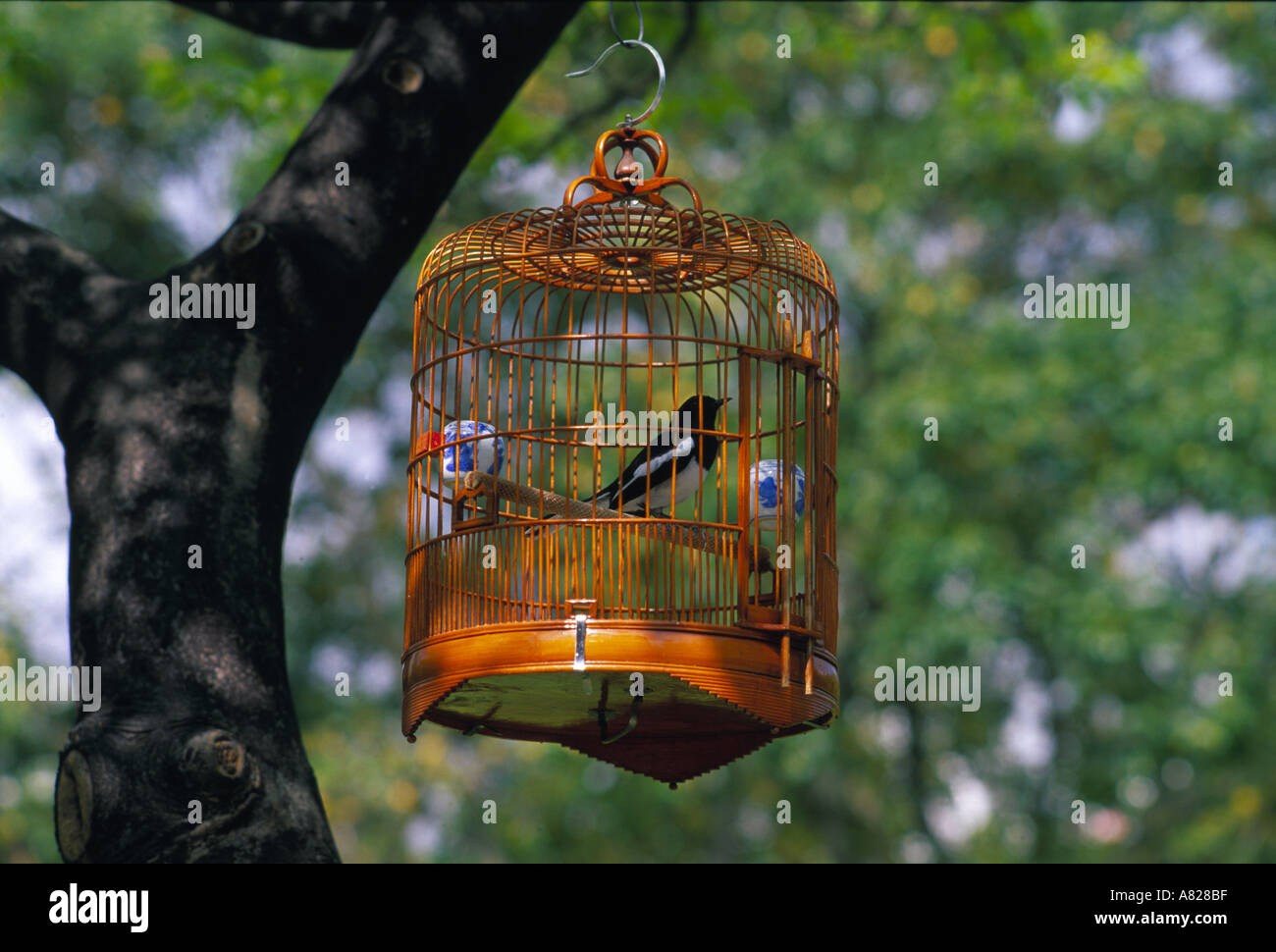 Little bird in cage in Victoria Park Hong Kong china not free captured