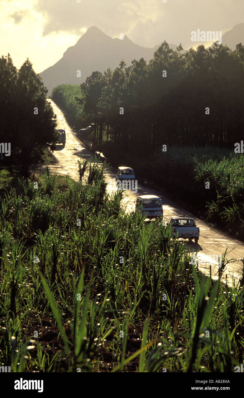 Mauritius, Port Louis district, sugarcane cultures Stock Photo