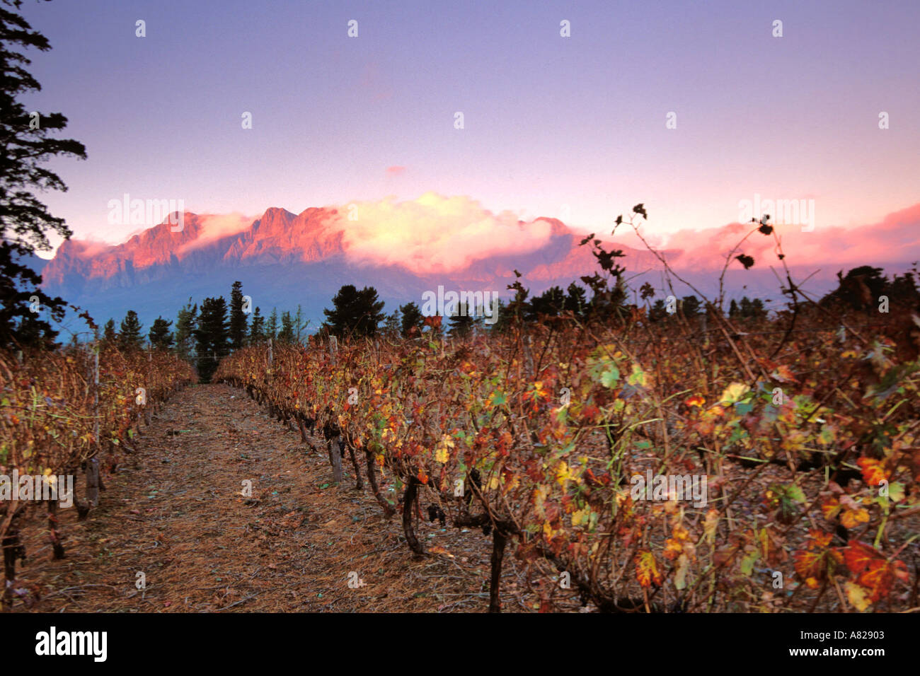 South Africa, Helderberg, Vineyards and mountains, Vergelegen Wine Estate Stock Photo