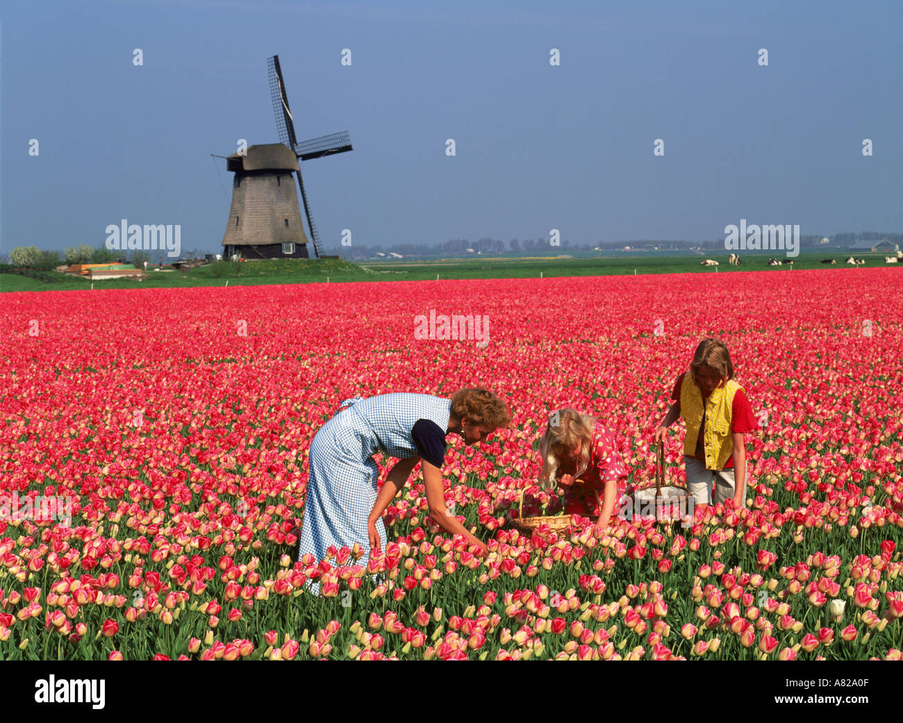 Mother and daughters in field of red tulips with windmill in Holland Stock Photo