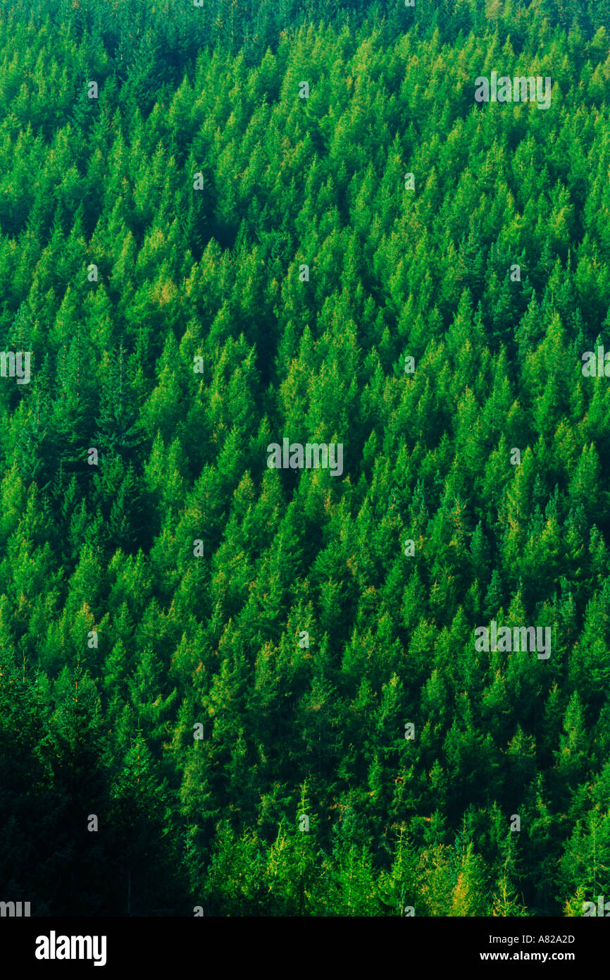 Healthy pristine grove of evergreen conifer trees on Olympic Peninsula in Washington USA Stock Photo