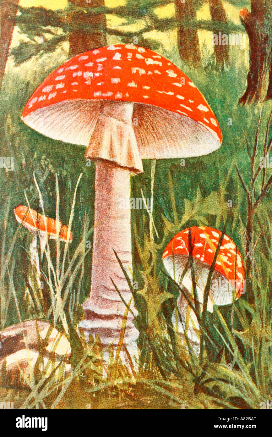 Fly agaric. Amanita muscaria. Poisonous mushroom. Antique illustration. 1900. Stock Photo