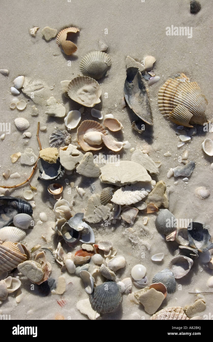 Sea Shells On Shell Island Panama City Beach Florida Stock Photo