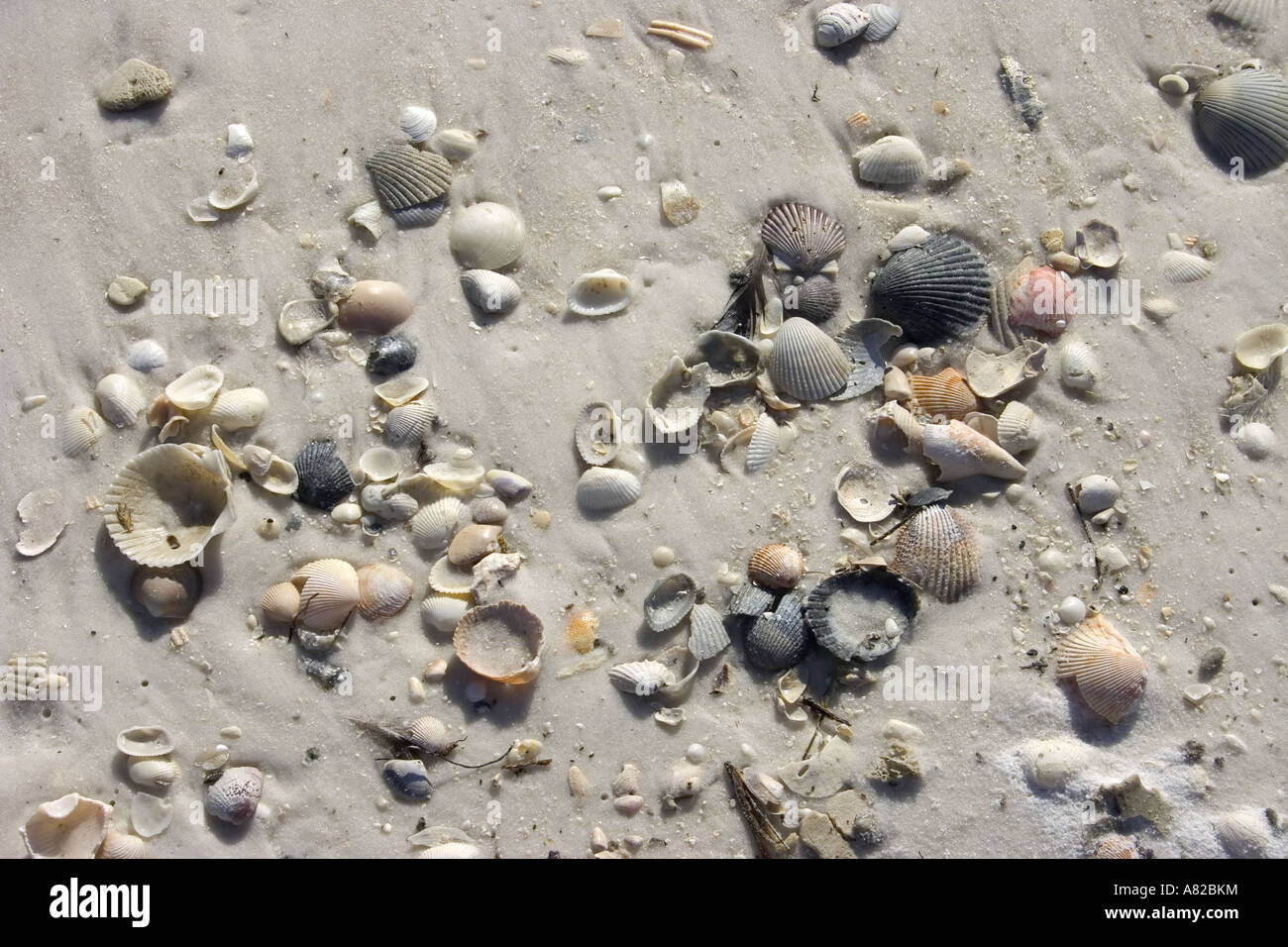 Seashells Shell Island Panama City Beach Florida Stock Photo