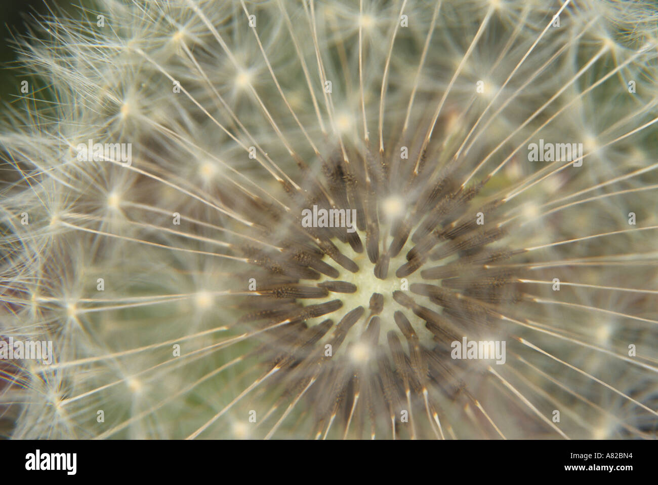 Close up of dandelion seed head Smithers British Columbia Stock Photo