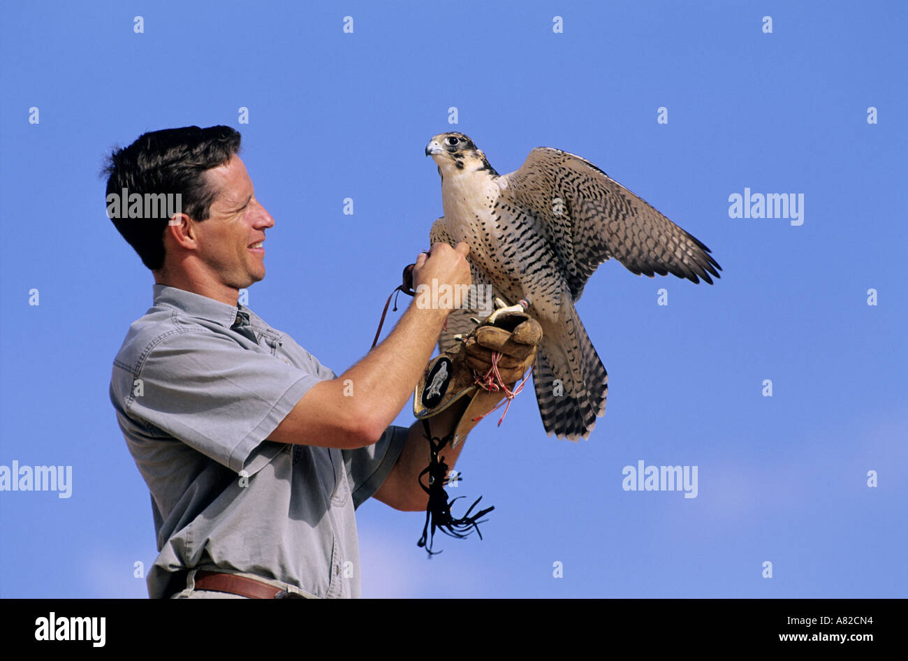 Dubai, United Arab Emirates, the training of hawks is very popular in the Emirates Stock Photo