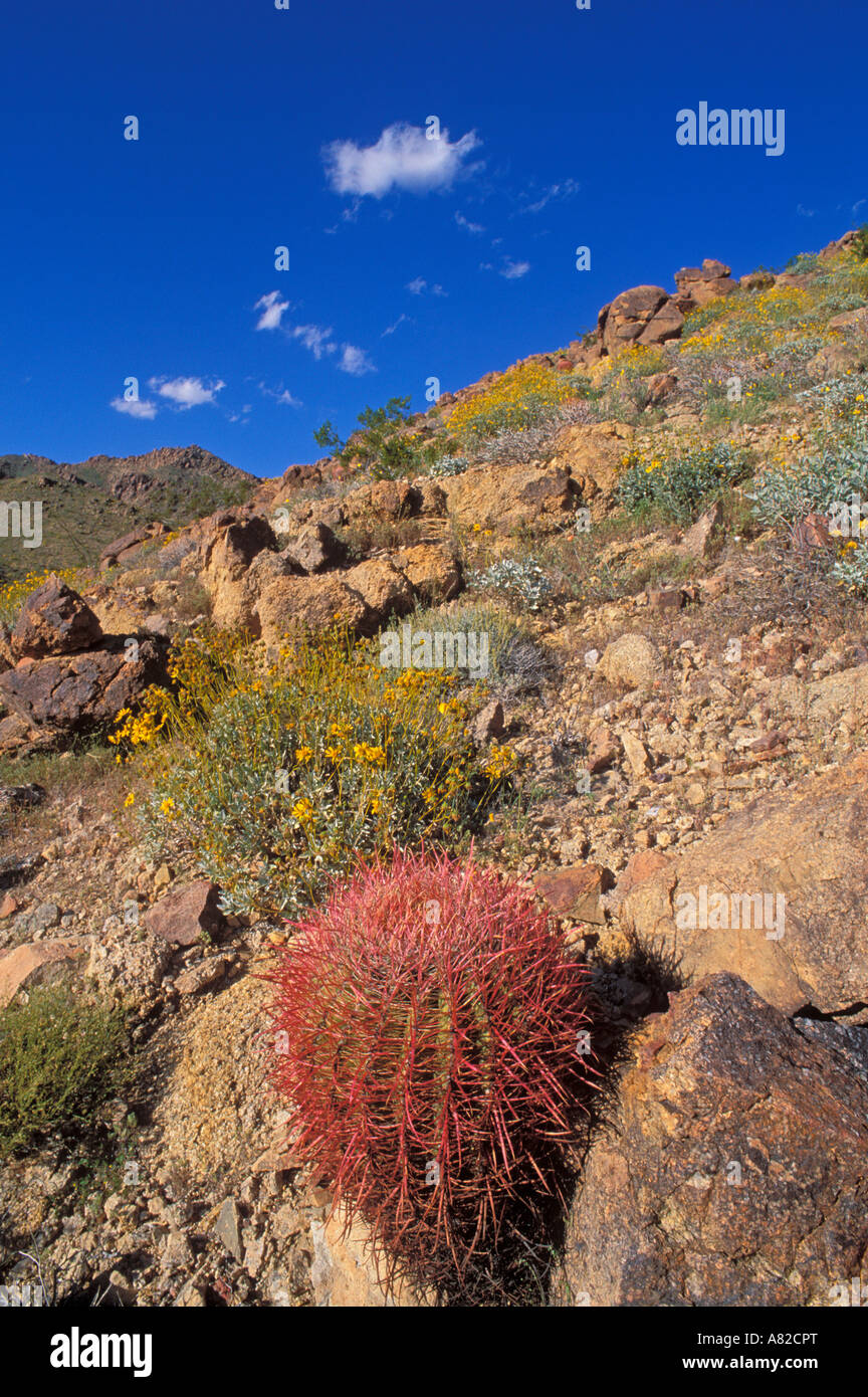 Barrel cactus mojave desert hi-res stock photography and images - Alamy