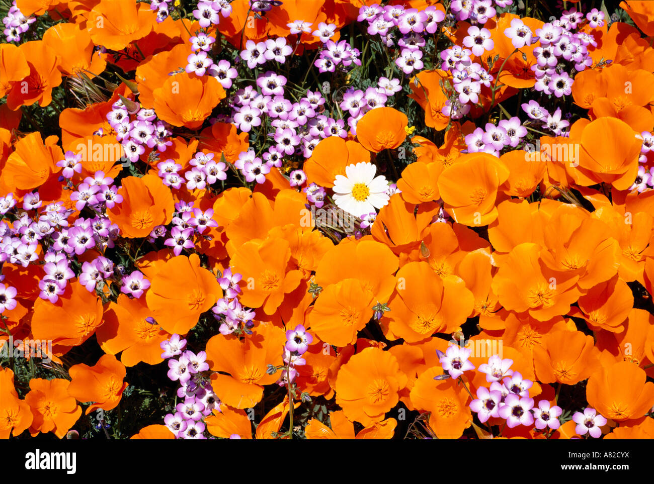 California Poppies Eschscholtzia californica and Blue Gilia Gilia rigidula Antelope Valley California Stock Photo