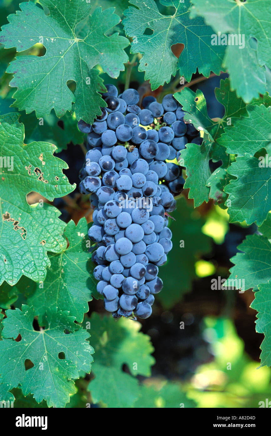 California, Napa County, Cabernet grapes on vine Stock Photo
