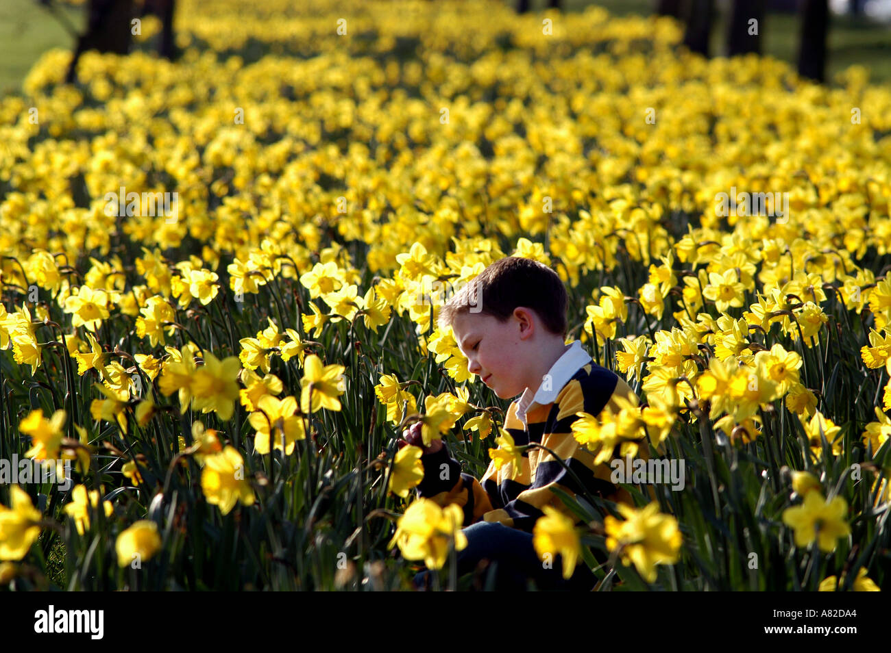 Daffodils. Photographers son Jacob sits in a display of Daffodils