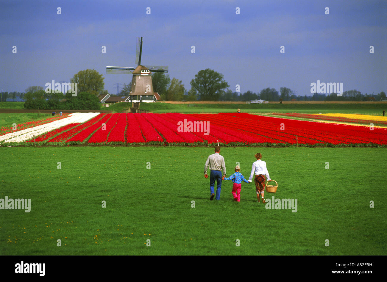 Family of three holding hands walking on grass toward field of red tulips in Holland with windmill Stock Photo