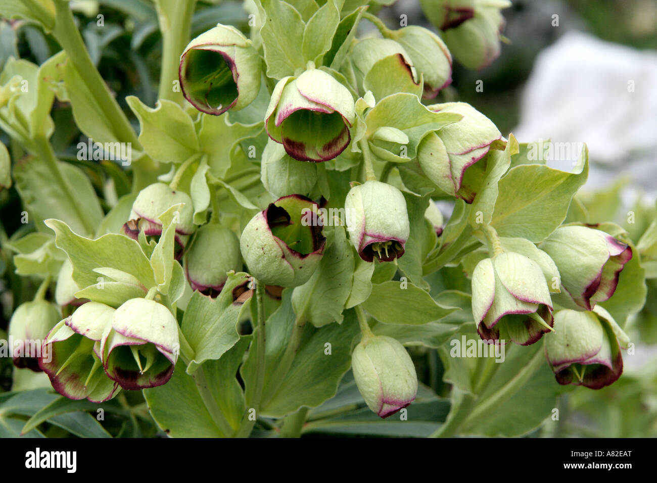 On the top above Grazalema Helleborus foetidus limestone Stock Photo