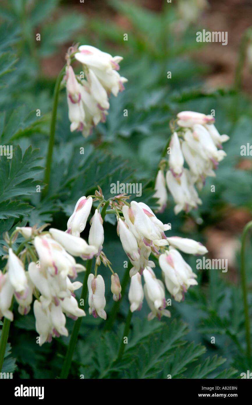 Dicentra langtrees hires stock photography and images Alamy