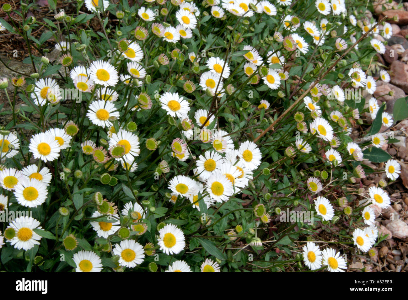 Erigeron mucronatus aka E karvinskianus Stock Photo