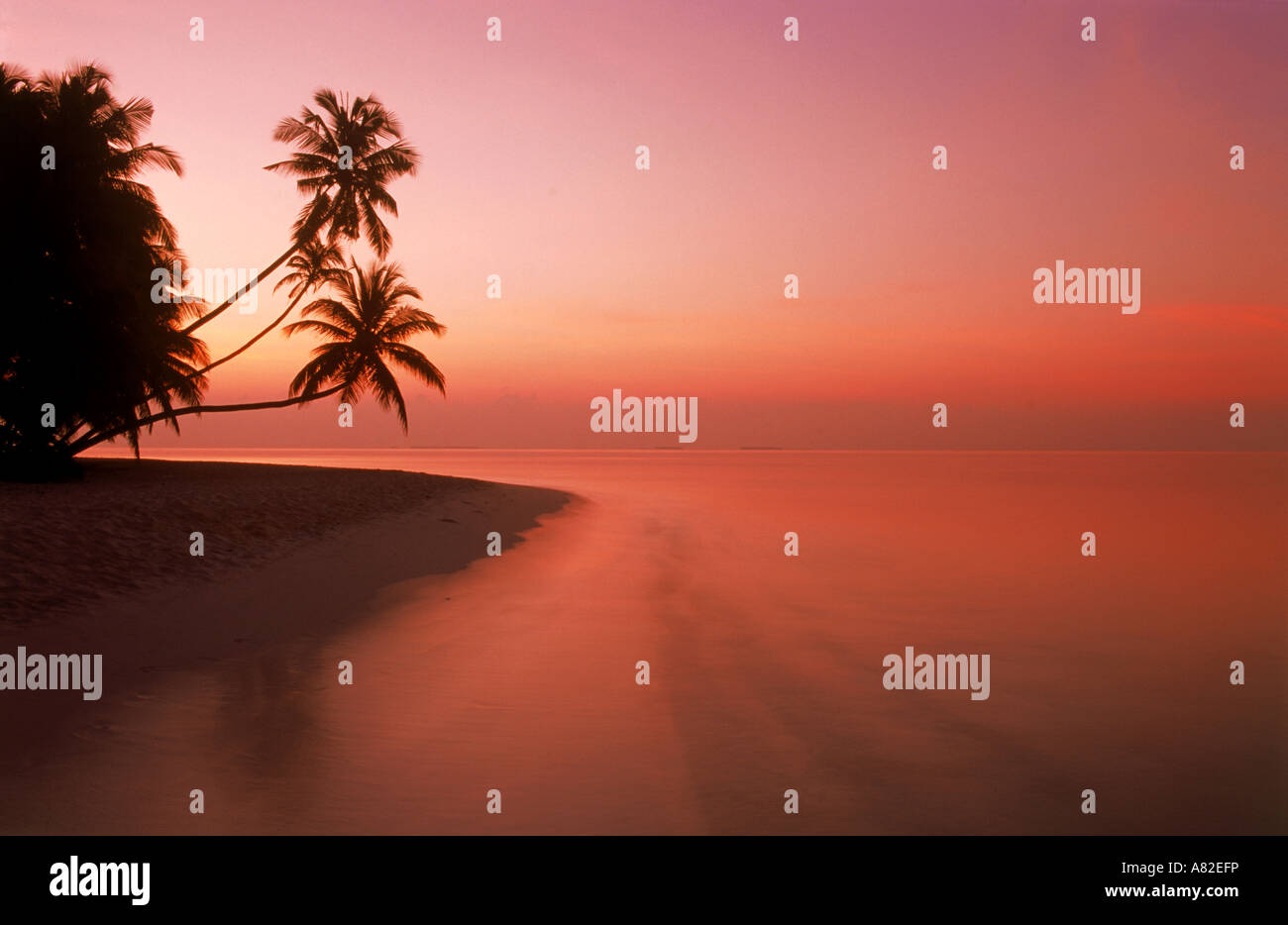 Palm trees over calm shore at dawn Stock Photo