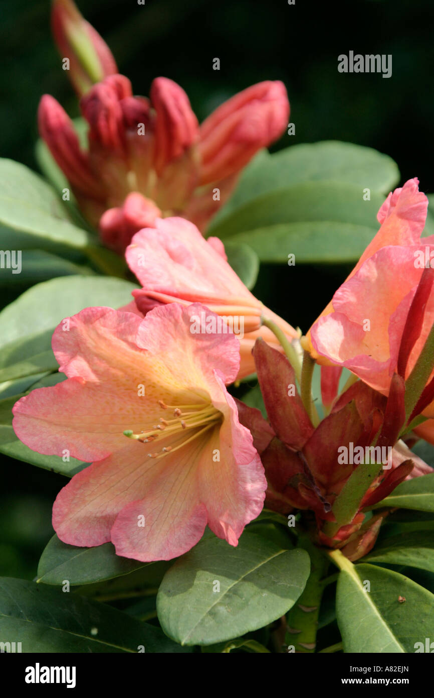 Rhododendron September Song Stock Photo - Alamy