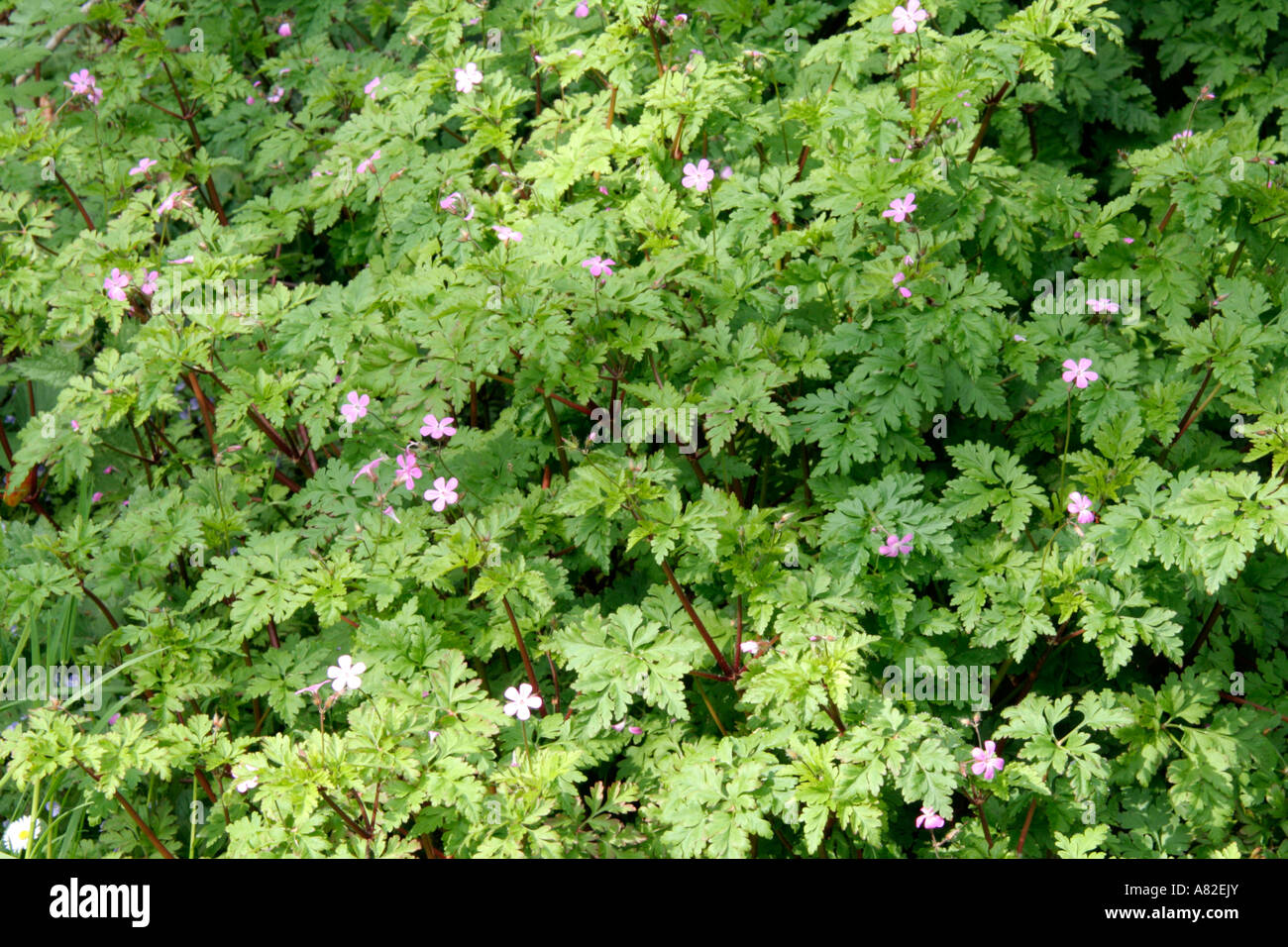 European native Geranium robertianum the herb robert has attractive ...