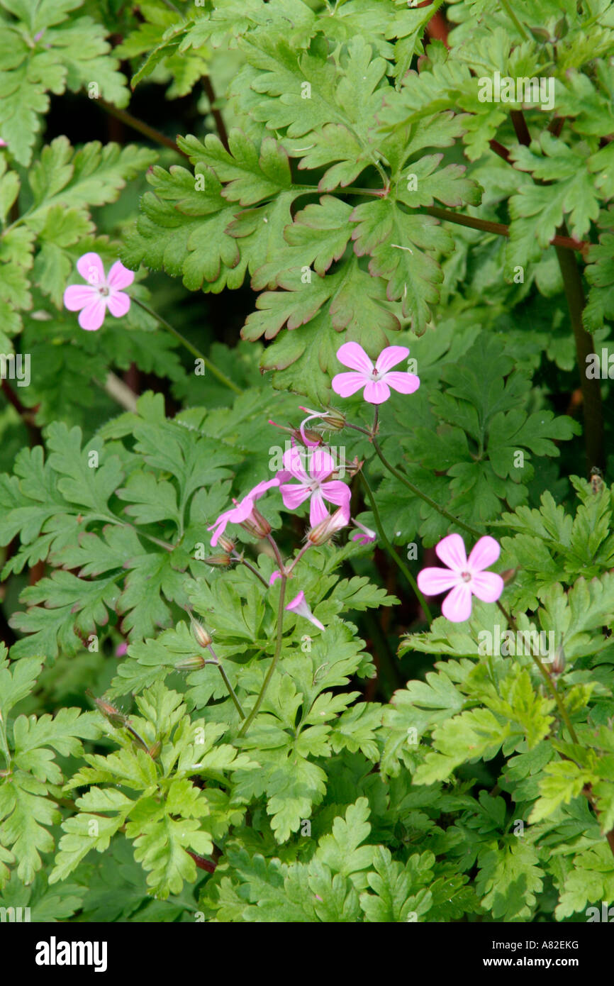 Attractive perennial hi-res stock photography and images - Alamy