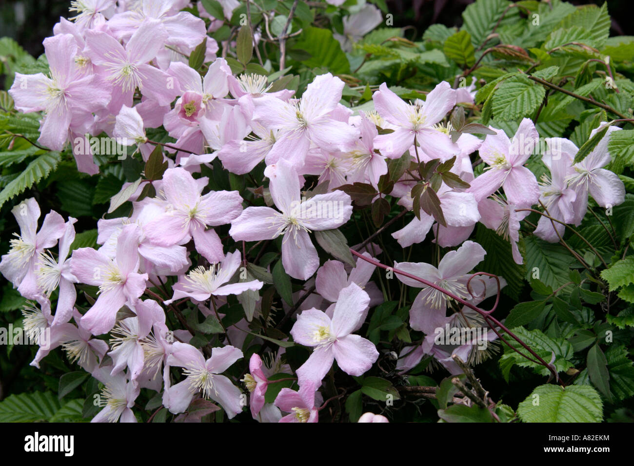 Clematis montana Elizabeth has a darker and finer quality leaf and a delightful fragrance Stock