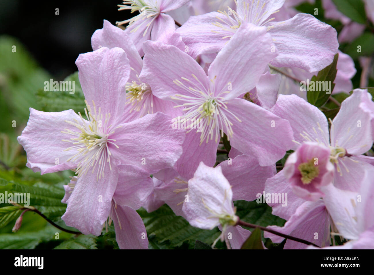 Clematis montana Elizabeth has a darker and finer quality leaf and a delightful fragrance Stock