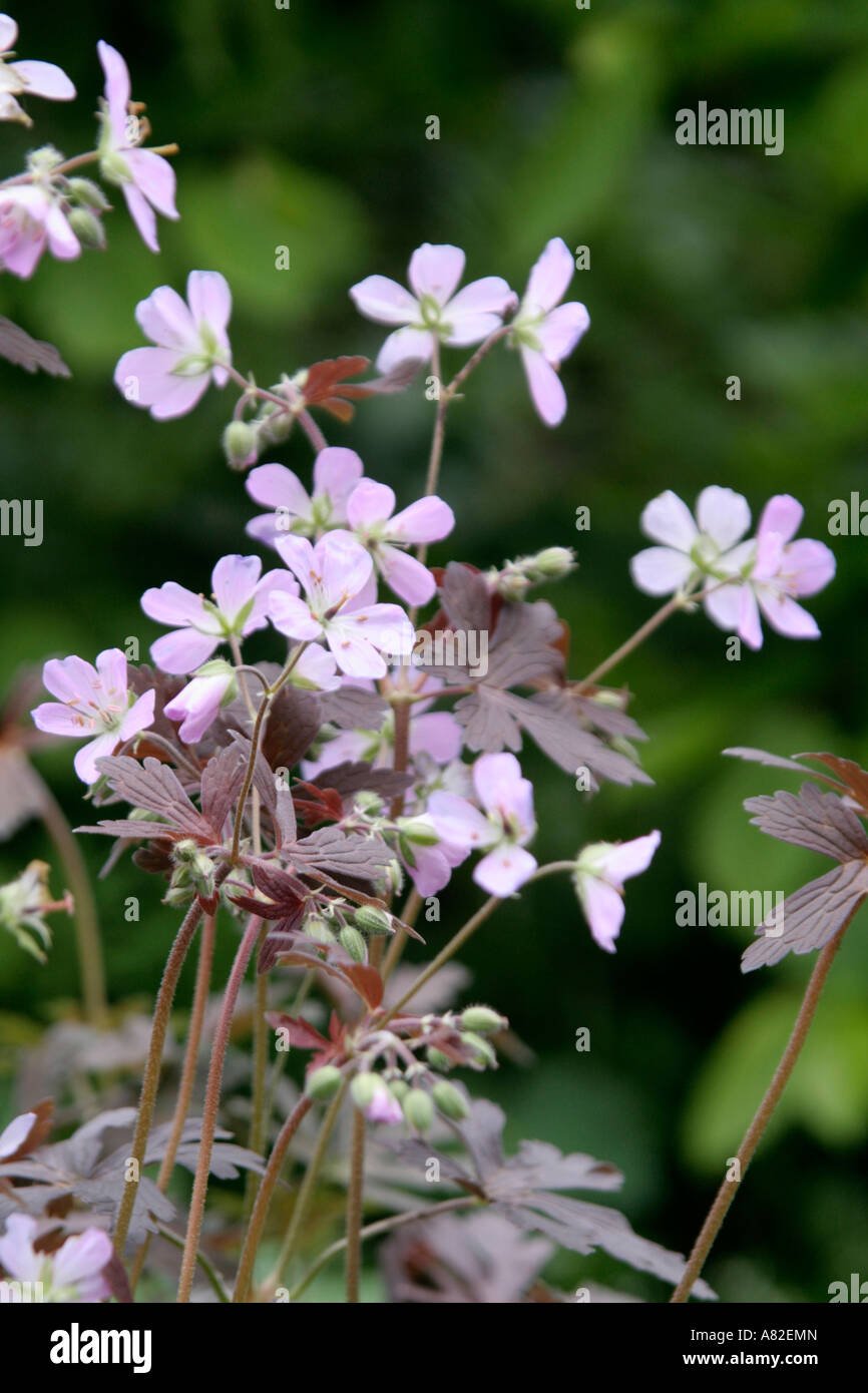 Geranium maculatum Espresso is a new bronze leaved cultivar with delicate pink flowers in spring Stock Photo