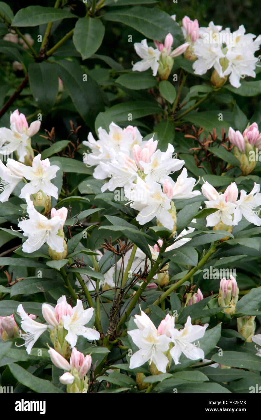 Rhododendron Cunninghams White is a rugged hardy and easy large growing form Stock Photo
