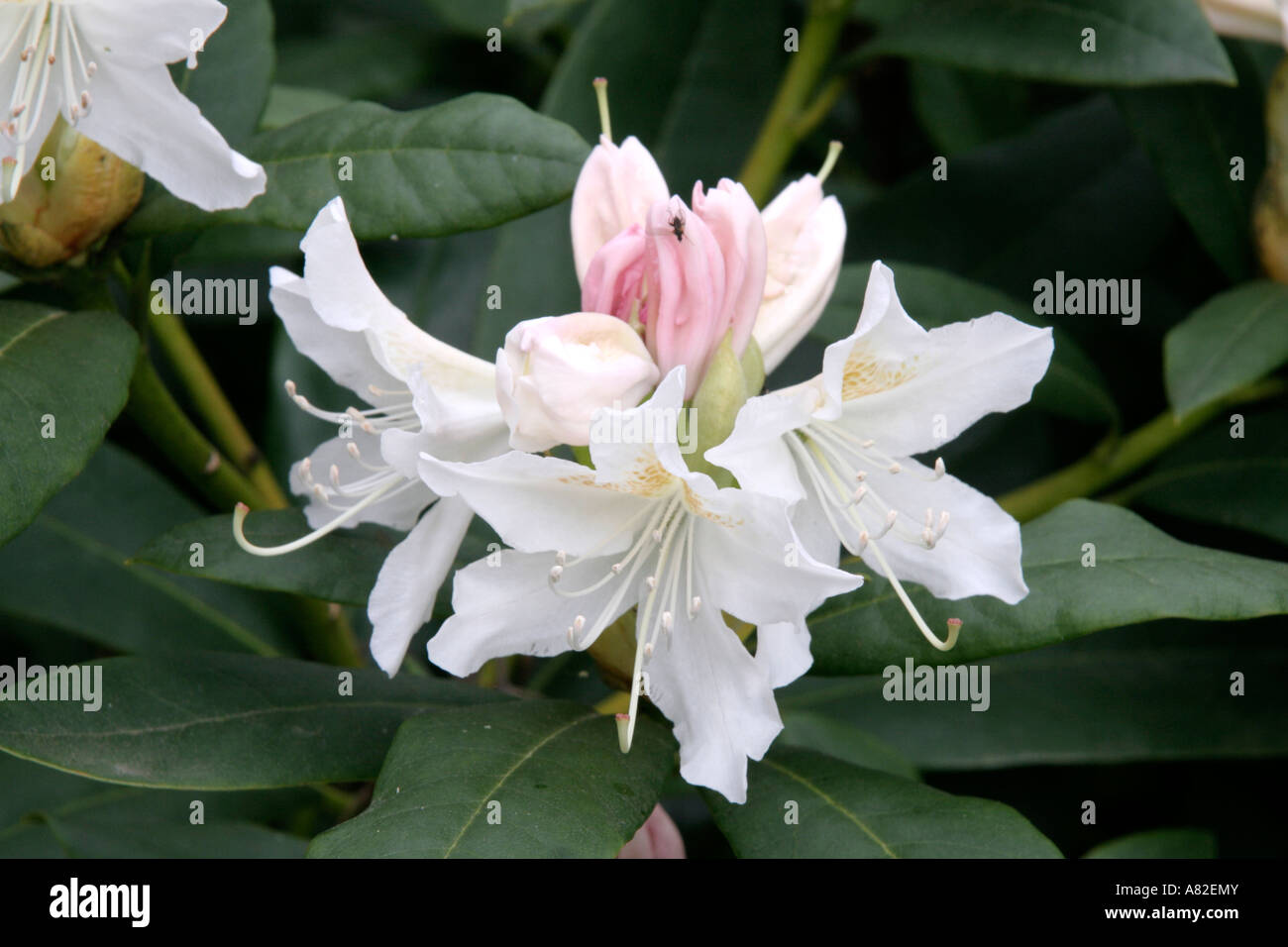 Rhododendron Cunninghams White is a rugged hardy and easy large growing form Stock Photo