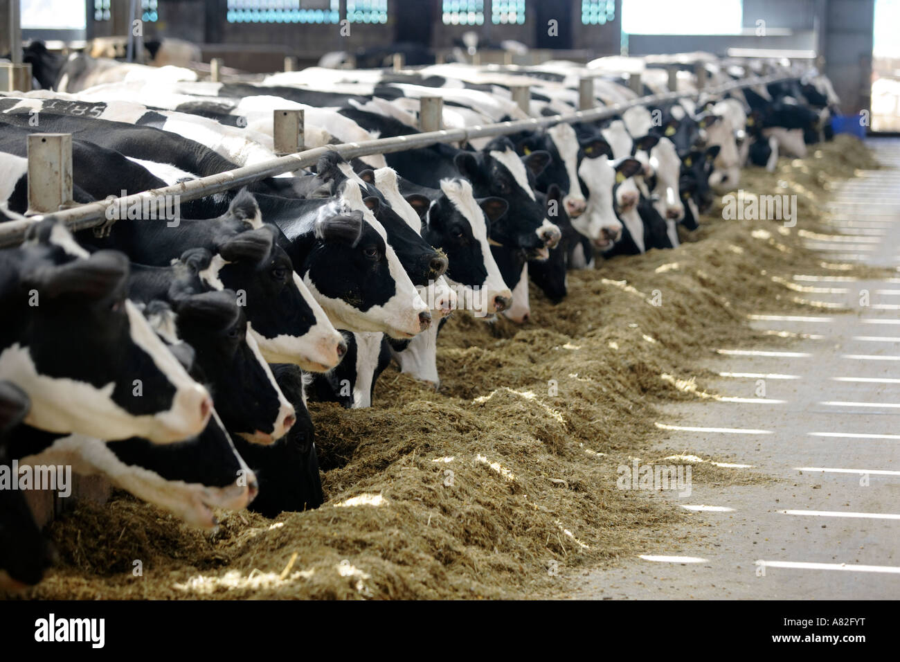 Dairy cows in a milking shed in Gloucestershire, UK Stock Photo