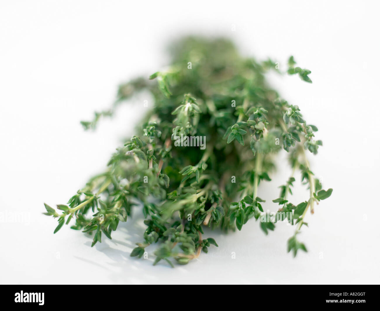 bunch of fresh thyme Stock Photo Alamy