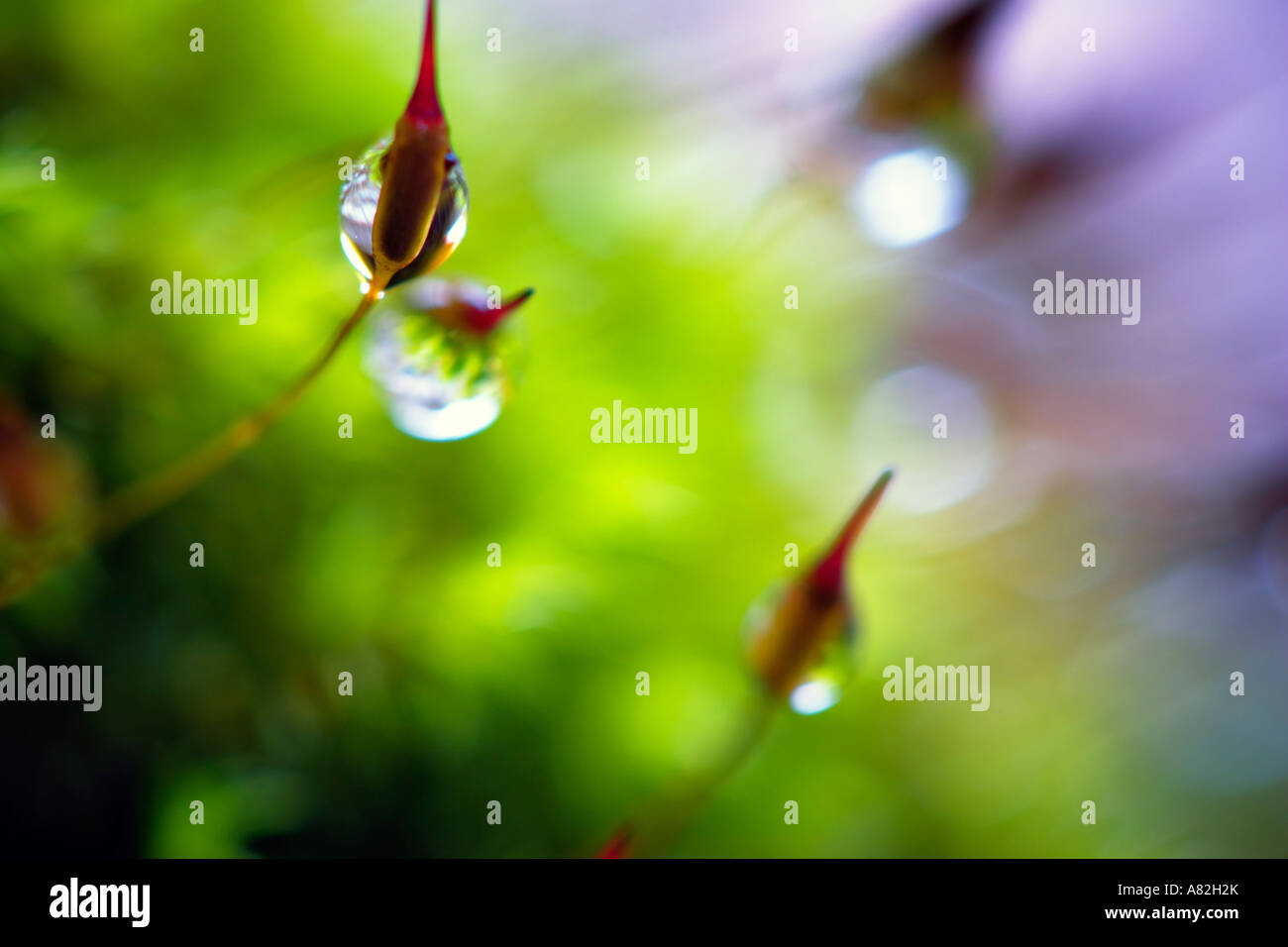 moss sporophytes holding water drops Stock Photo