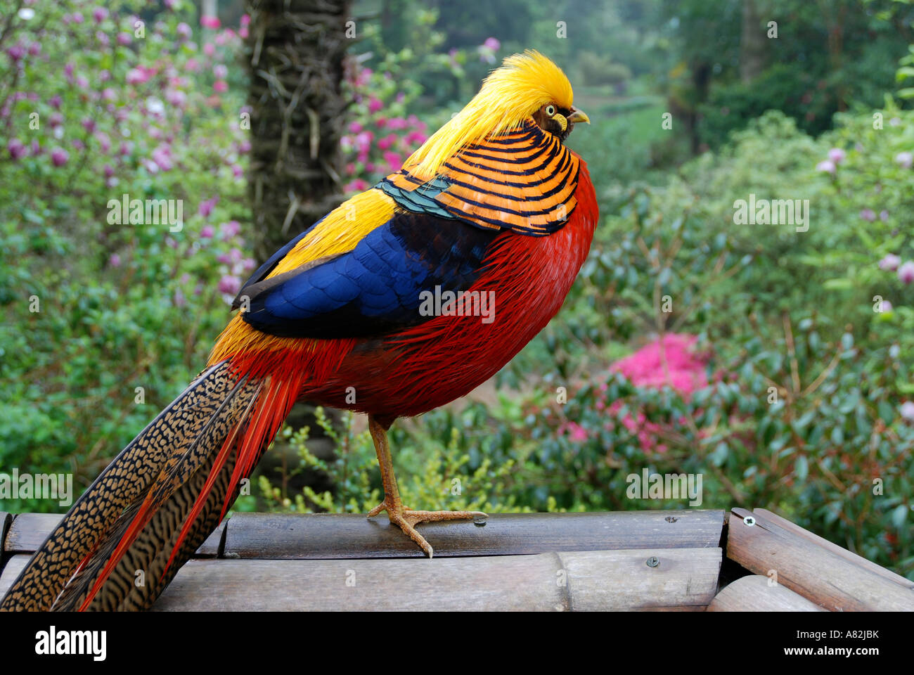 Red Golden Pheasant Male red-golden-pheasant-male