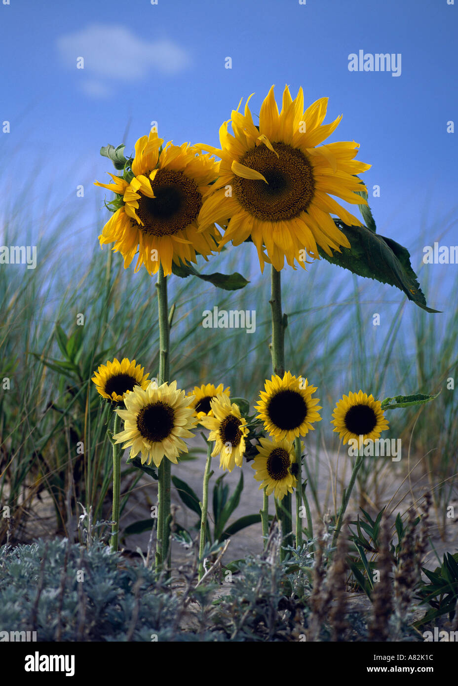 Sunflower family, Southampton, Long Island, New York, USA Stock Photo
