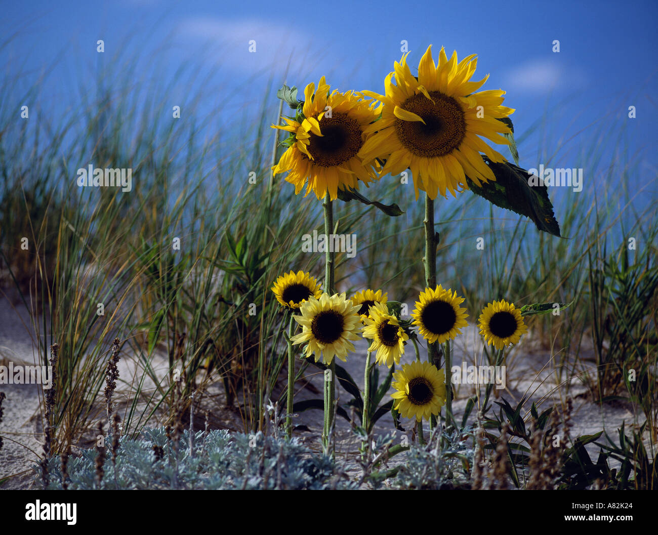 Sunflower family, Southampton, Long Island, New York City, New York, USA Stock Photo