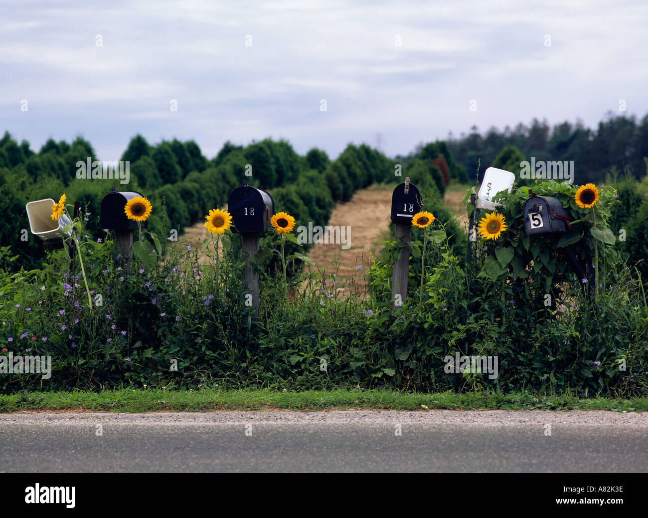 Sunflowers and mailboxes Southampton, Long Island, New York, USA Stock