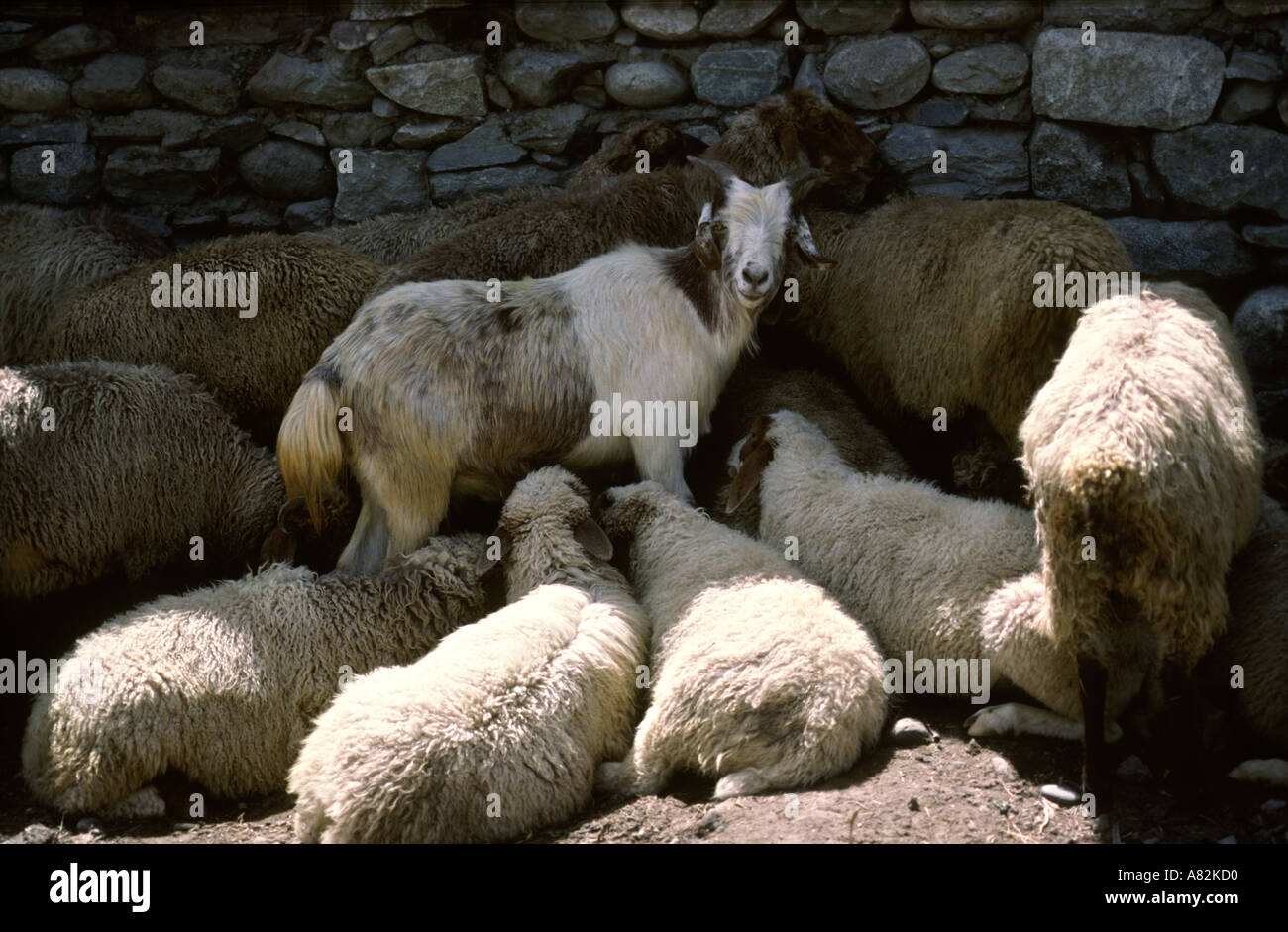 Pakistan Azad Kashmir Gilgit food sheep and goats awaiting slaughter Stock Photo