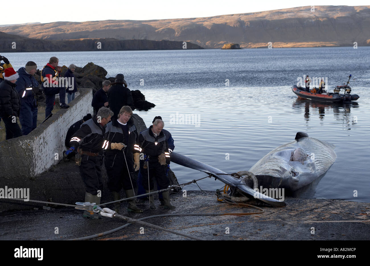 Whale hunting iceland hi-res stock photography and images - Alamy
