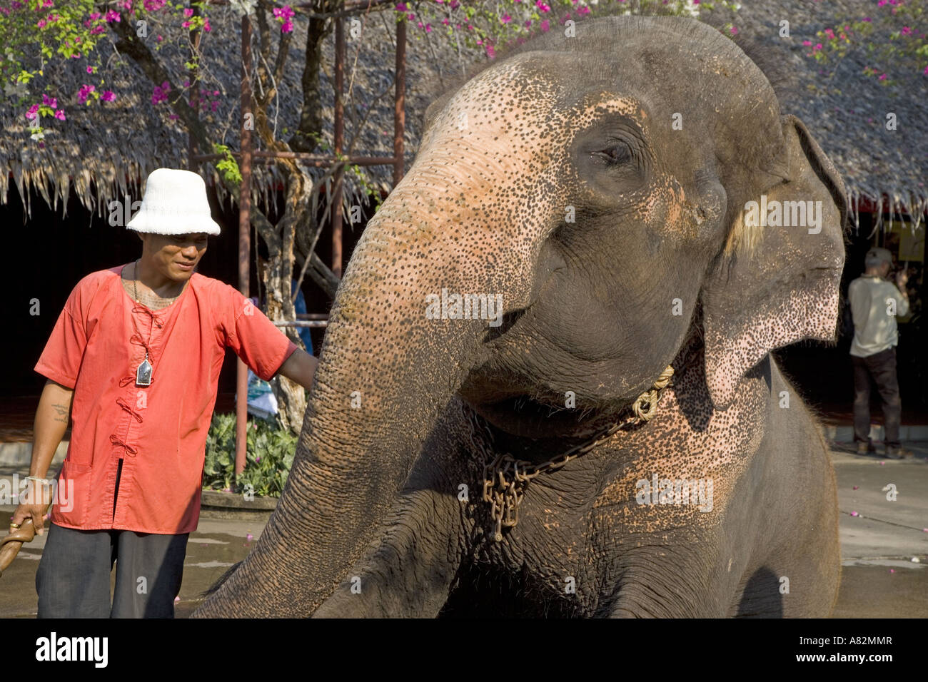 Asian Elephant & Handler Thailand Stock Photo Alamy