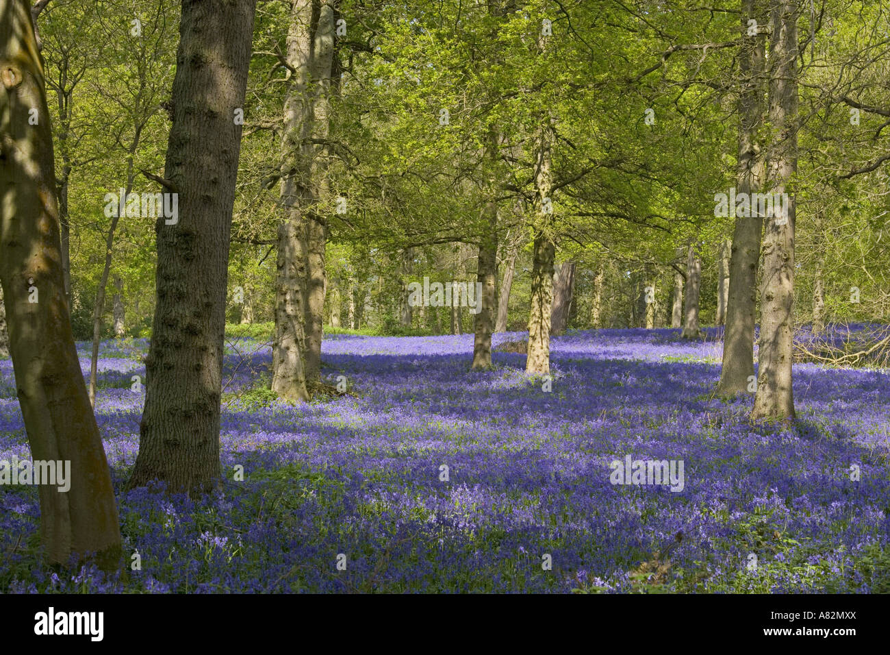 Bluebells in full bloom carpet the Spring woodland in the Chilterns on the Bucks Hertfordshire borders Stock Photo