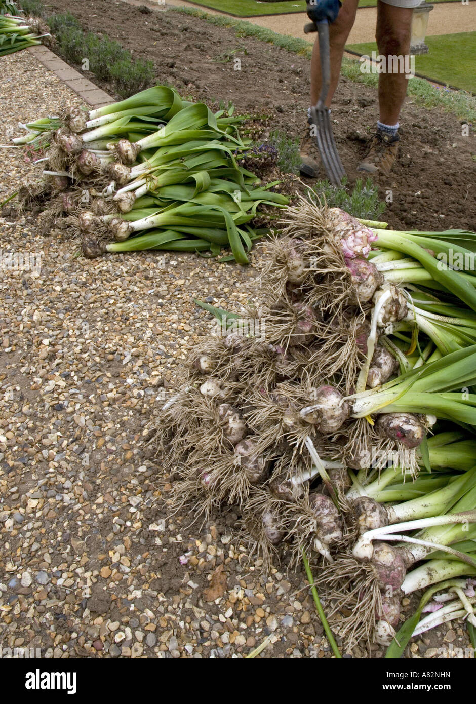 Digging Out Hyacinth Bulbs after Flowering Stock Photo Alamy