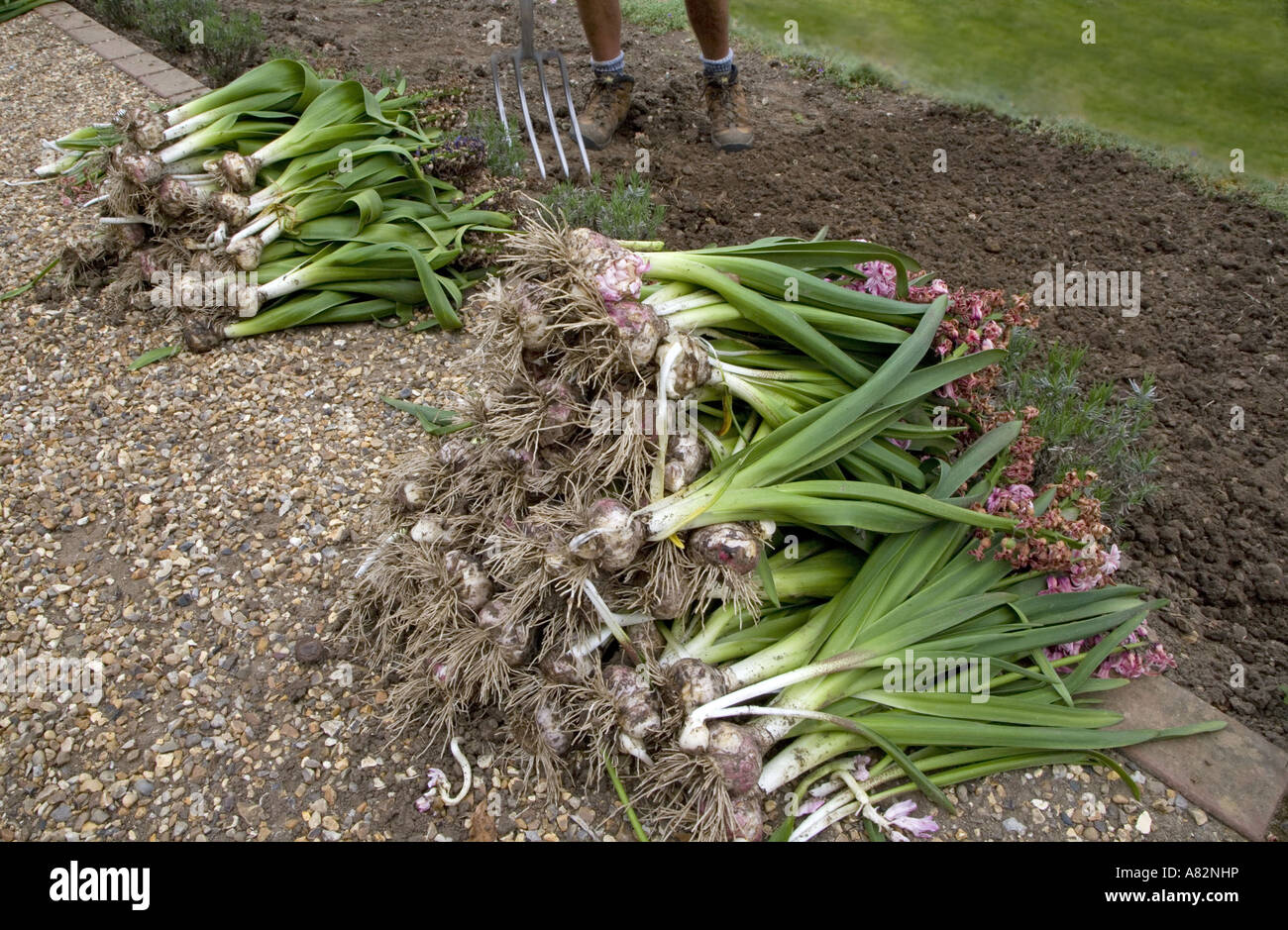Digging Out Hyacinth Bulbs after Flowering Stock Photo Alamy