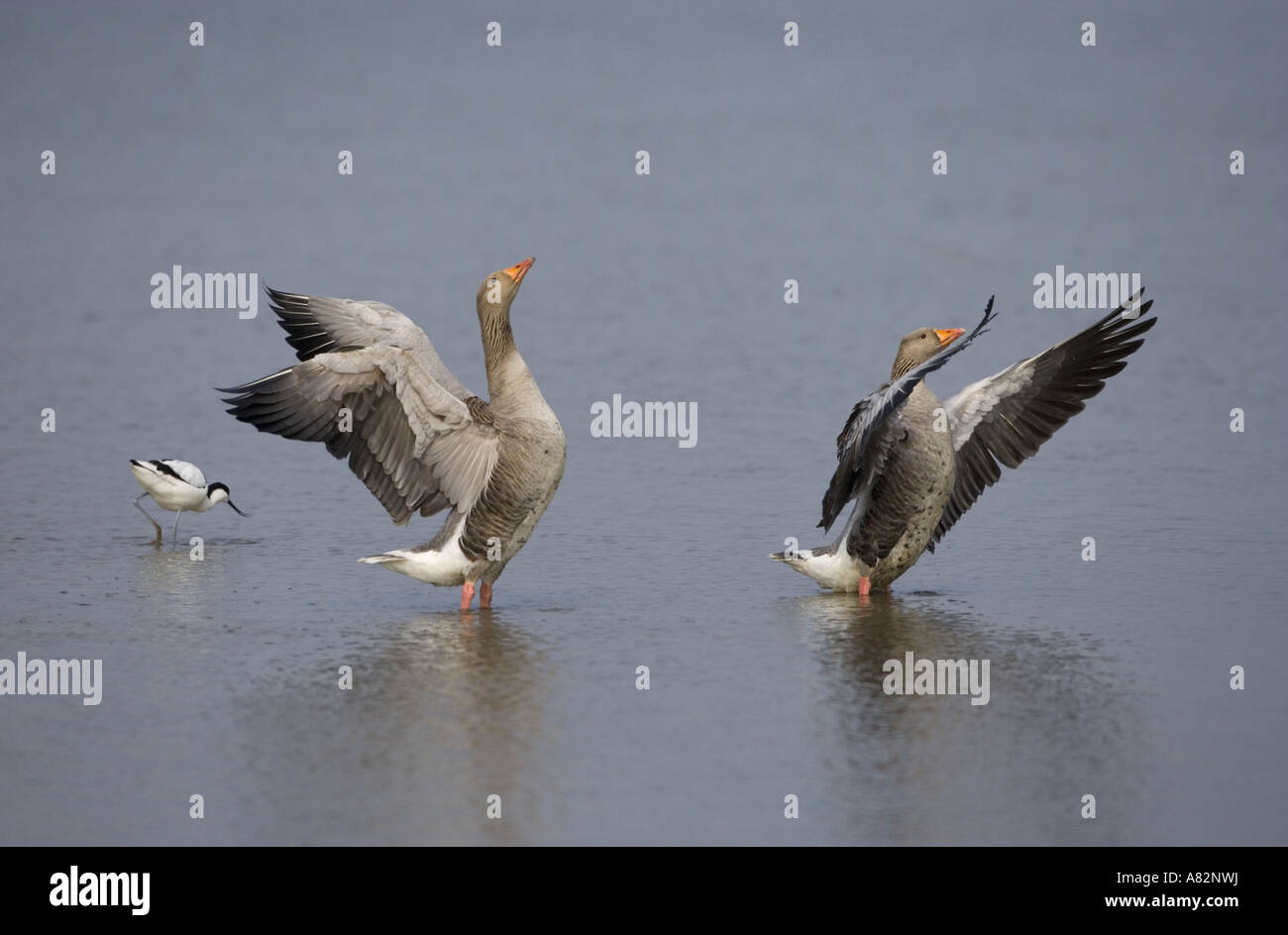 Greylag Geese Anser anser Stock Photo
